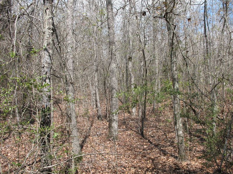 Price Drop, Lowndes County Land : Fort Deposit : Lowndes County : Alabama