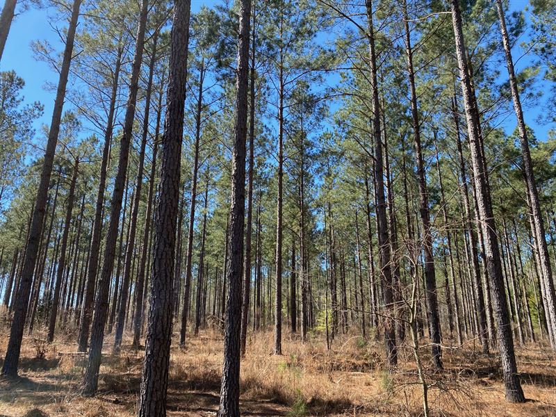 Beautiful Hardwoods & Pine Timber : Louisville : Jefferson County : Georgia