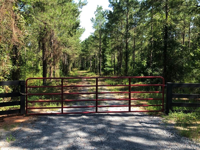 Timber Investment & Homeplace : Dexter : Laurens County : Georgia