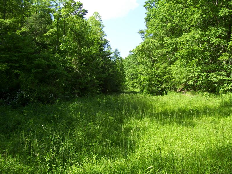 Roberts Hardwood Forest, Farm for Sale in Kentucky, 328722 FARMFLIP