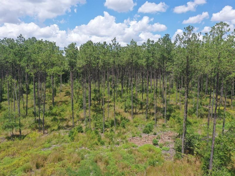 Tarkington Bayou Timberland : Cleveland : Liberty County : Texas
