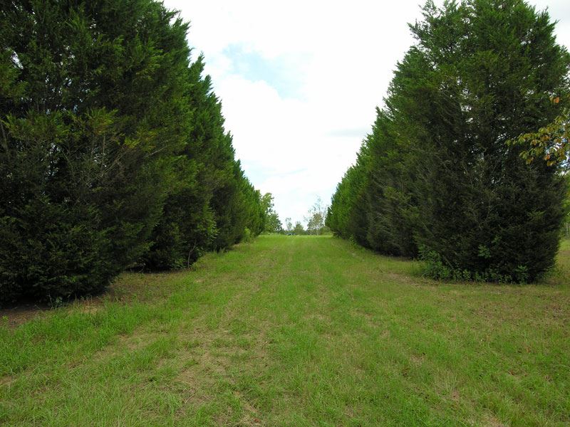10.72 Acres, West Burke County : Waynesboro : Burke County : Georgia