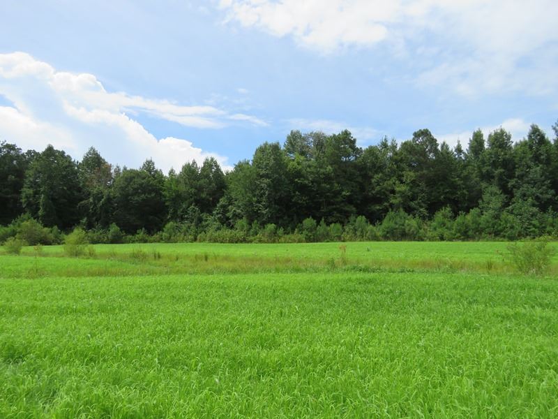 Riverfront Hunting Land for Sale, Farm for Sale in North Carolina