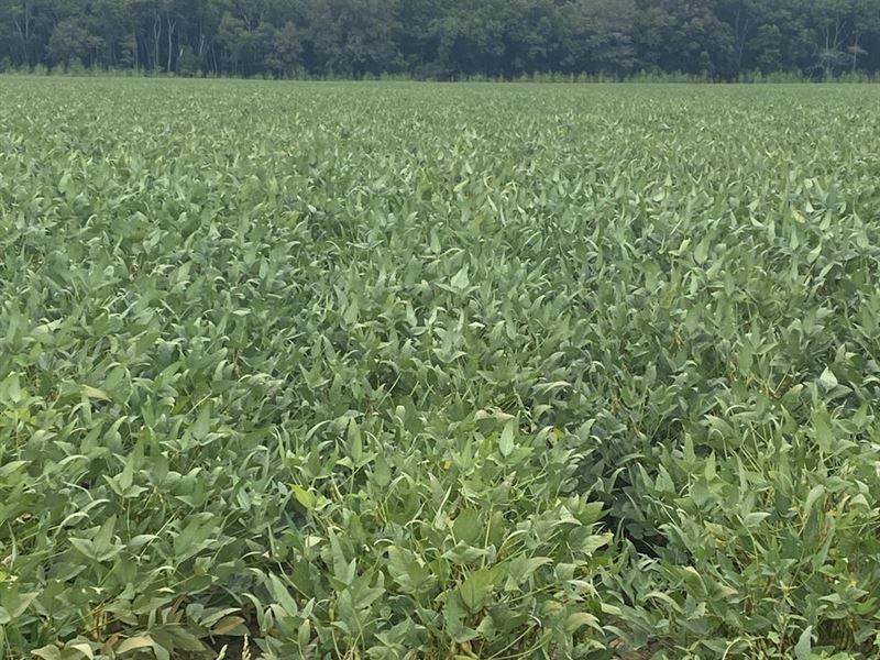 132.68 Acres in Jones, Louisiana : Jones : Morehouse Parish : Louisiana