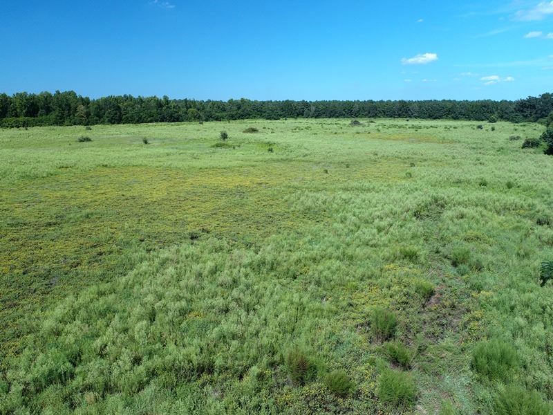 Great Farm with Premium Soils : Rowland : Robeson County : North Carolina
