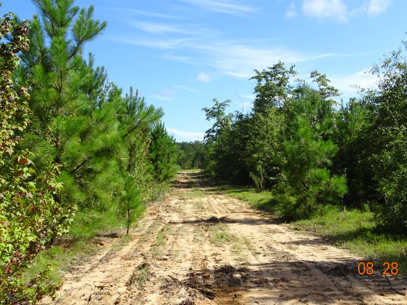 White Springs Honey Hole : Irwinton : Wilkinson County : Georgia
