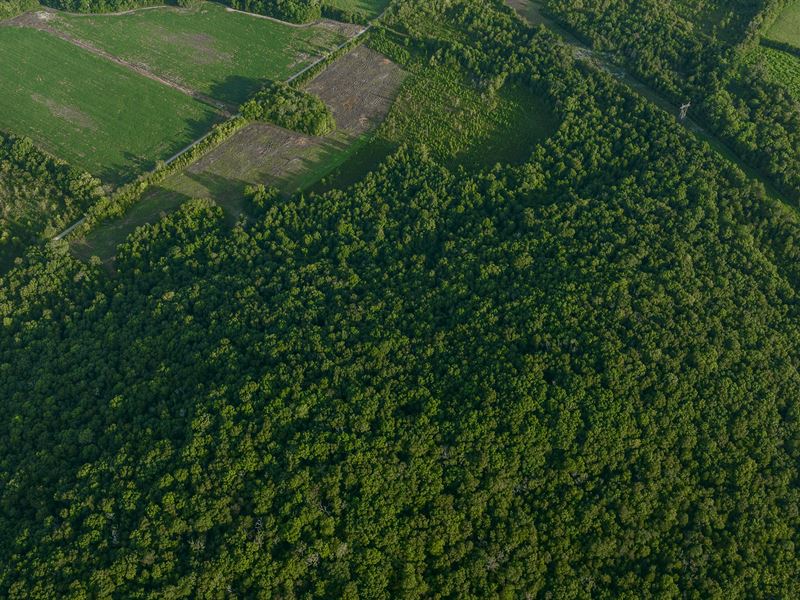 44+/ Acres, Lawrence County, AL, Farm for Sale in Alabama, 331717