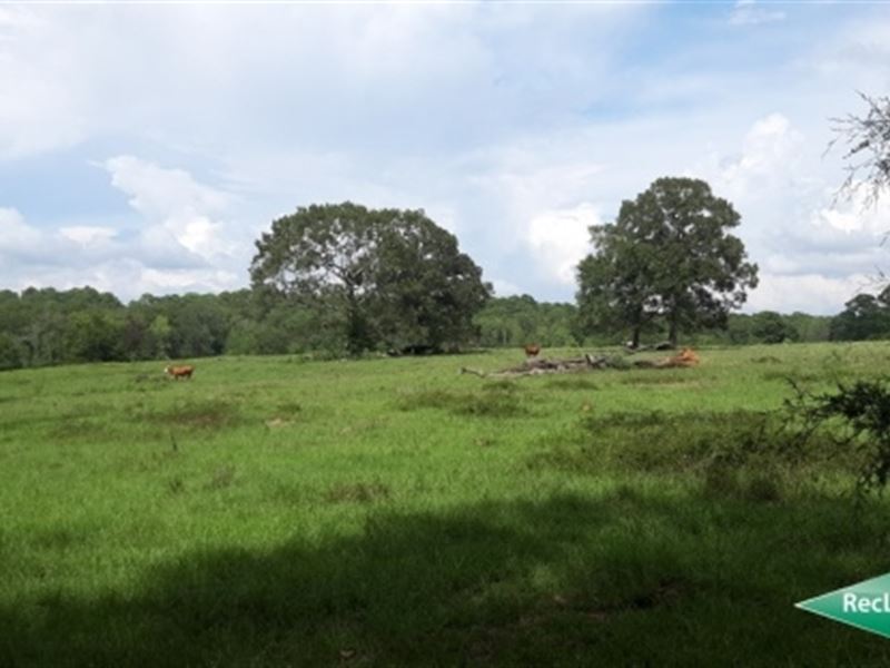 31 Ac, Pasture Land for Rural Home : San Augustine : San Augustine County : Texas