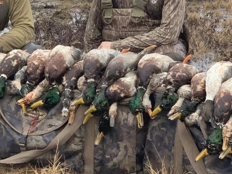 Great Duck Hunting Near Lake Cooper, Farm for Sale in Texas, 332165