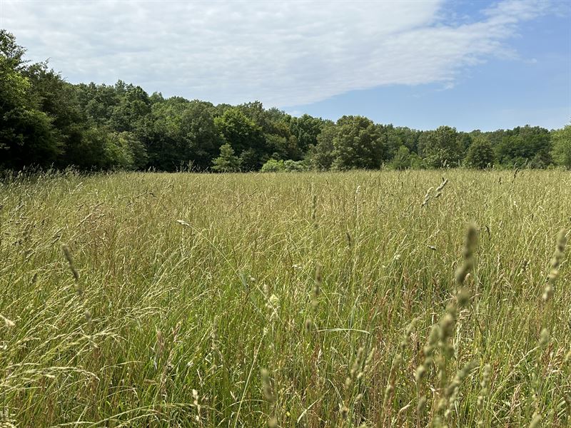 Land for Sale in Southern Missouri : Alton : Oregon County : Missouri