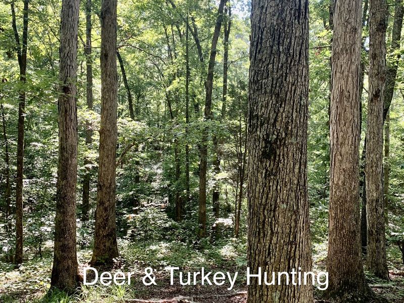 Big Hardwood Timber Hunting Land : Camden : Benton County : Tennessee