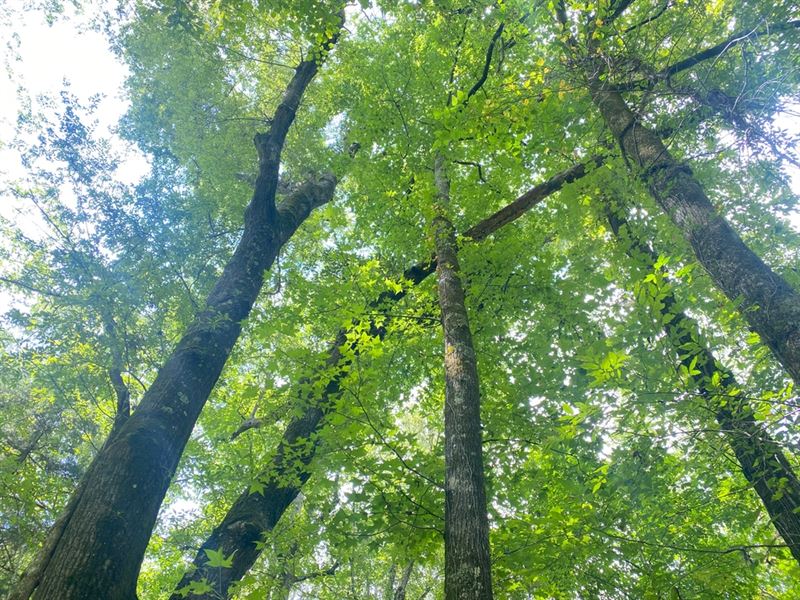 233.36 Acre Recreational Playground : Vaiden : Carroll County : Mississippi