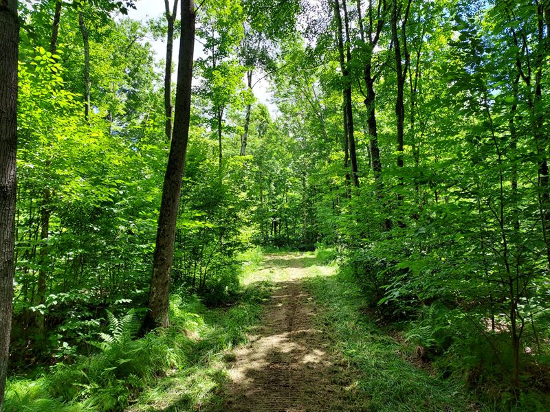 76 Acres with Stream in Central WI, Farm for Sale in Wisconsin, 332902
