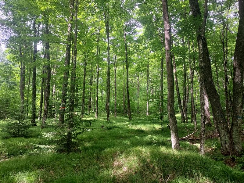 Adjoins Langlade County Forest, Farm for Sale in Wisconsin, 332906
