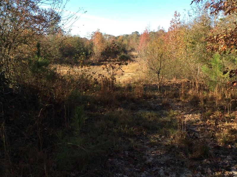 Bo's Back 40 Tract, Winn Parish, 40 : Tullos : Winn Parish : Louisiana
