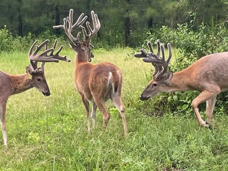 La, Lasalle 404 Acres : Olla : La Salle Parish : Louisiana