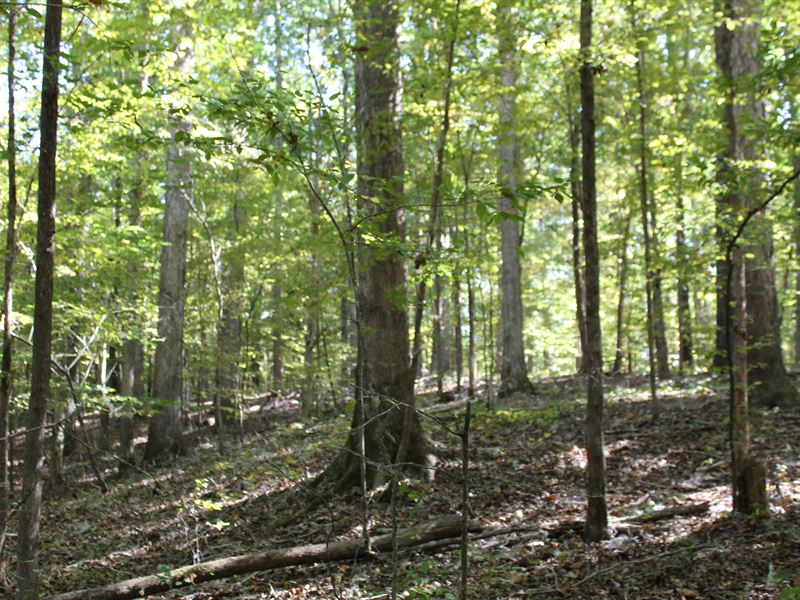 110+/ Acres, Hunting / Timber Land, Farm for Sale in Mississippi