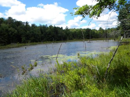 57 Acres 2 Ponds Owner Financing : Spencer : Tioga County : New York