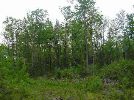 13-14 Indian Cemetary 1073819 : L'anse : Baraga County : Michigan