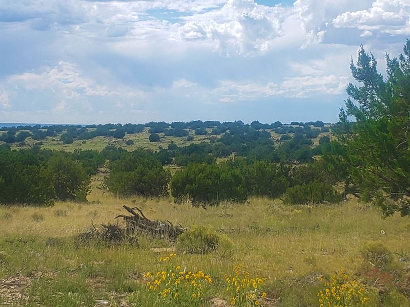 Northern AZ Ranch Steal, Farm for Sale in Arizona, 334065 FARMFLIP