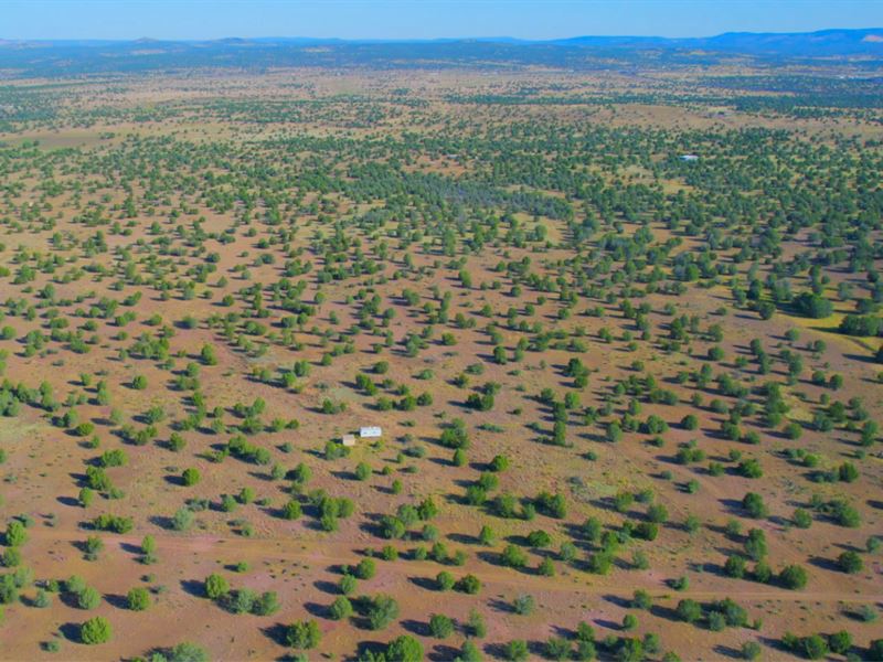 Treed Land with RV, Atv, Shed : Ash Fork : Yavapai County : Arizona