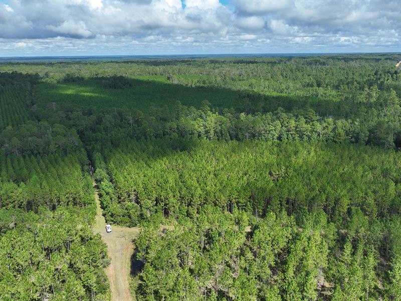 Interlachen Timber & Hunting Tract : Interlachen : Putnam County : Florida