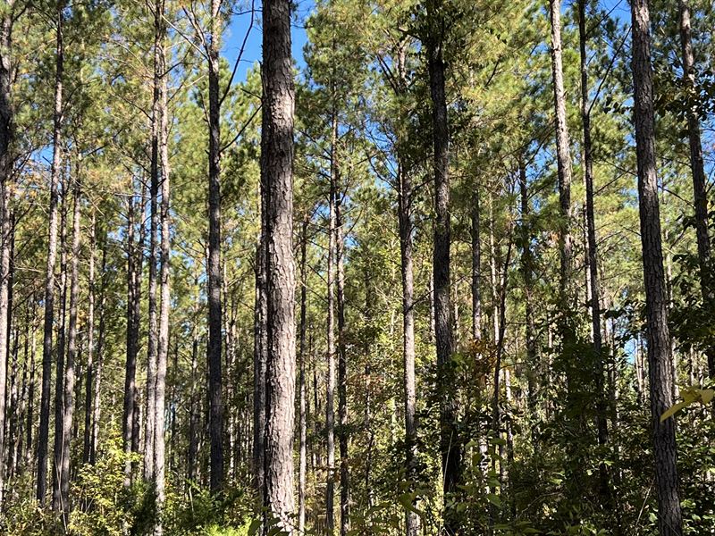 Excellent Timber / Hunting Tract : Preston : Webster County : Georgia