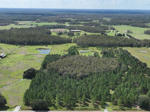 Moore Road 20 Acres : Lakeland : Polk County : Florida