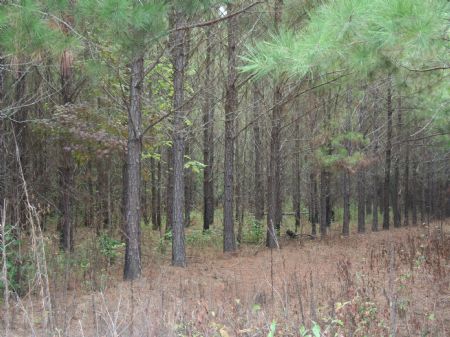 Great Hunting Or Investment : Thomastown : Leake County : Mississippi
