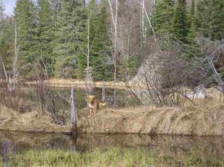 Tbd Off Wolf Lake Rd Mls 1042700 : Humboldt : Marquette County : Michigan