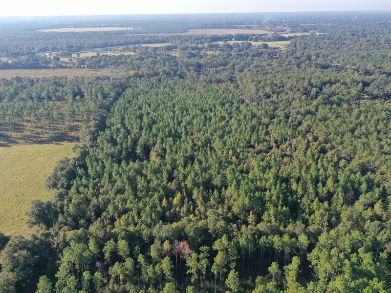 Country Living Homesite : Bainbridge : Decatur County : Georgia
