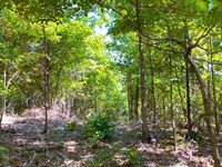 Owner Financed Acreage, The Ozarks : West Plains : Howell County : Missouri