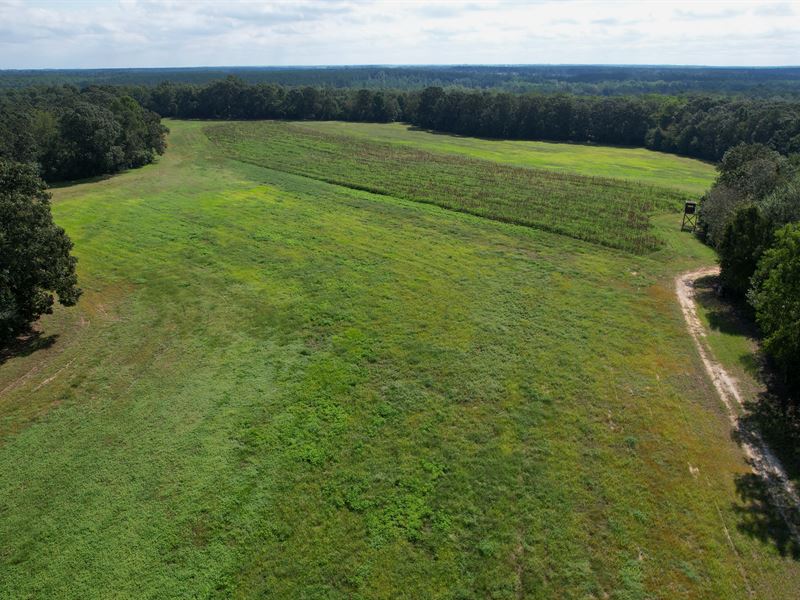 1050 AC Recreational & Timber Tract : Avera : Jefferson County : Georgia