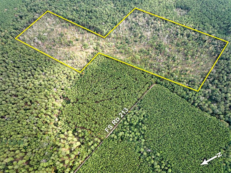 52 Acres, FS Rd 213 : Huntsville : Walker County : Texas