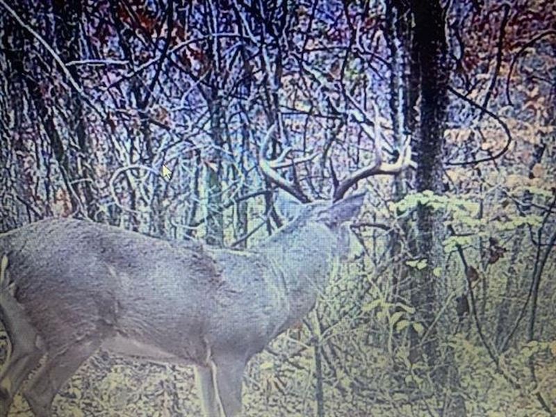 Acorn Acres : Richland : Laclede County : Missouri