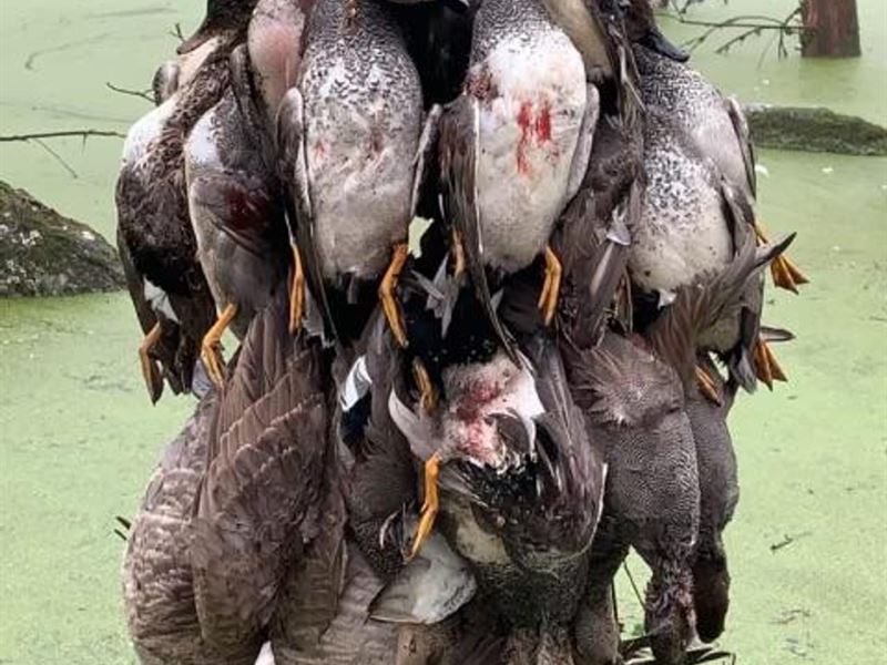 80 Acres Duck Hunting/Home Site : Scott : Pulaski County : Arkansas