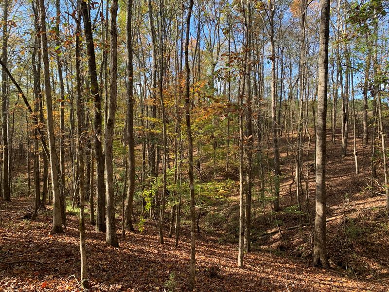 Wolf Branch : Lexington : Oglethorpe County : Georgia