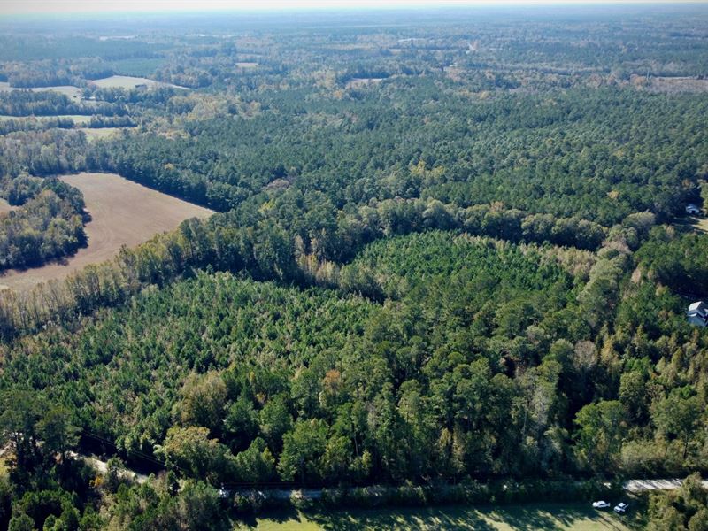 Old Spell Road West : Saint George : Dorchester County : South Carolina