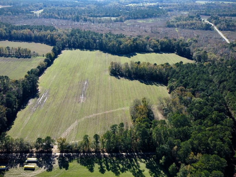 Peele Road Tract : Saint George : Dorchester County : South Carolina