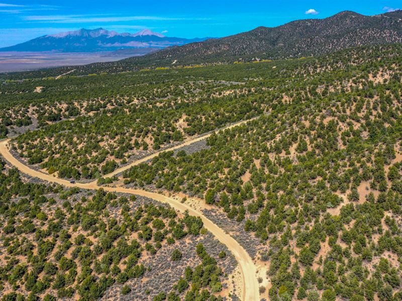 Trees in Sangre DE Cristo : Fort Garland : Costilla County : Colorado