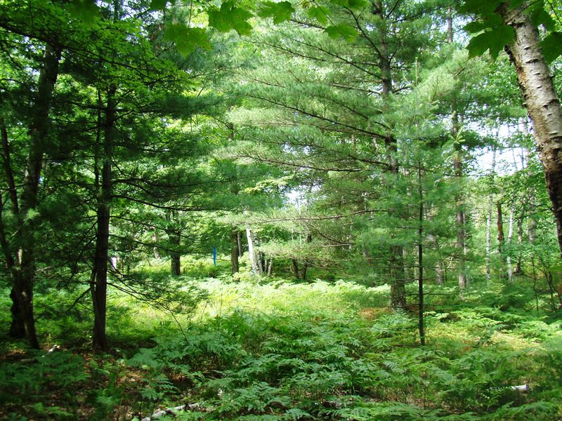 7.25 Acres Near Rhinelander, Farm for Sale in Wisconsin, 337649 FARMFLIP