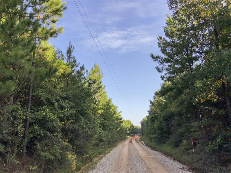 175 Acres, Little Hickory Creek : Livingston : Polk County : Texas