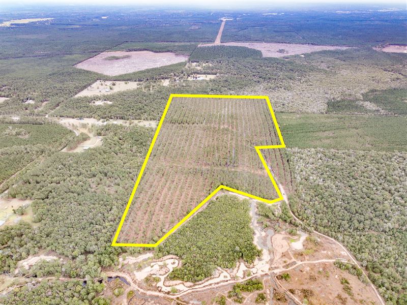 110 Acres, Cherry Hill Road : Kountze : Hardin County : Texas