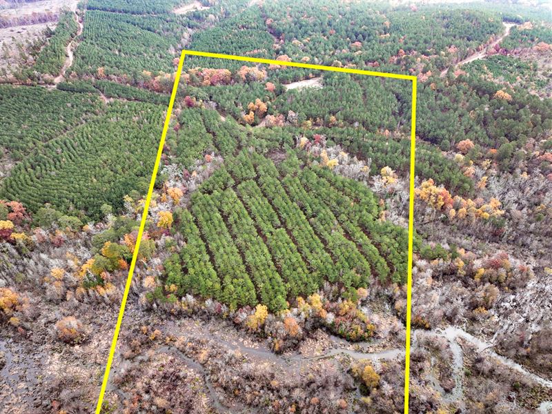 93 Acres, County Road 1651 T-1 : Avinger : Marion County : Texas