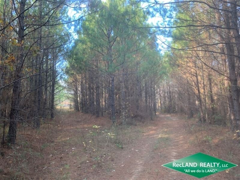 77 Ac, Timberland with Mineral Inc : Choudrant : Lincoln Parish : Louisiana