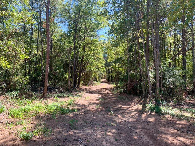175 Acres, CR 817, T-1 : Nacogdoches : Nacogdoches County : Texas