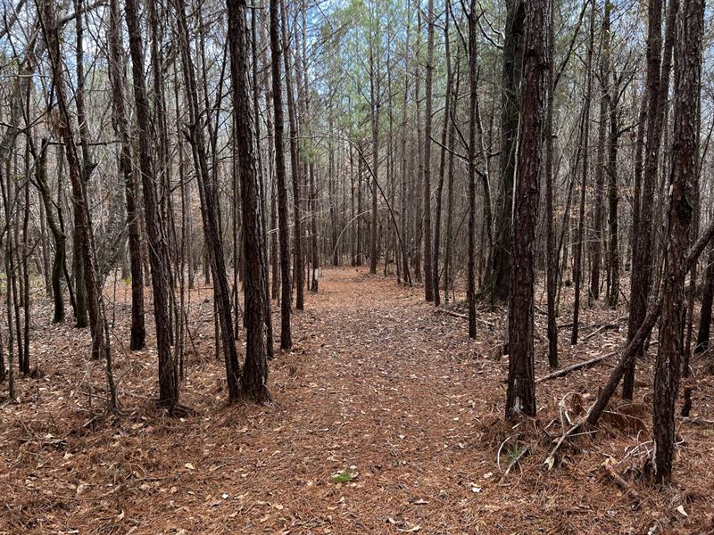 Marion County 115 Acres : Haleyville : Marion County : Alabama