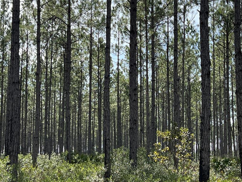 688 Acre Timber Investment Property, Farm for Sale in 341077 FARMFLIP