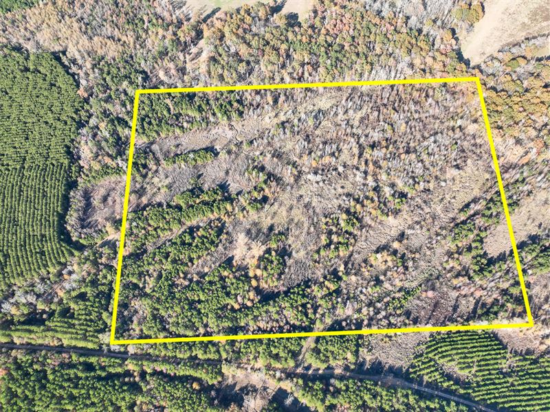 46 Acres Off County Road 3 : Douglass : Nacogdoches County : Texas