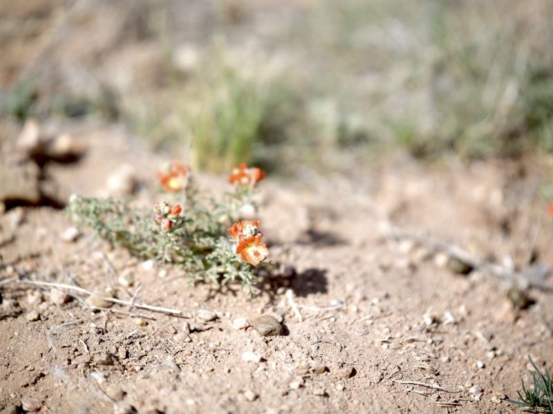 5.2 Acres San Luis, CO Power Nearby : San Luis : Costilla County : Colorado